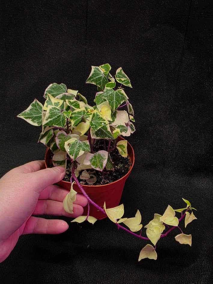 Variegated German Ivy #01