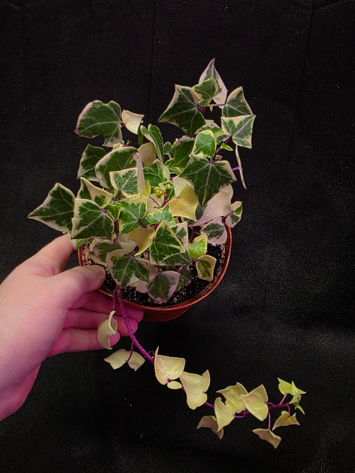 Variegated German Ivy #01