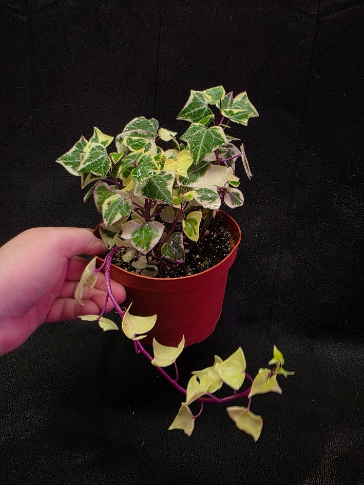 Variegated German Ivy #01