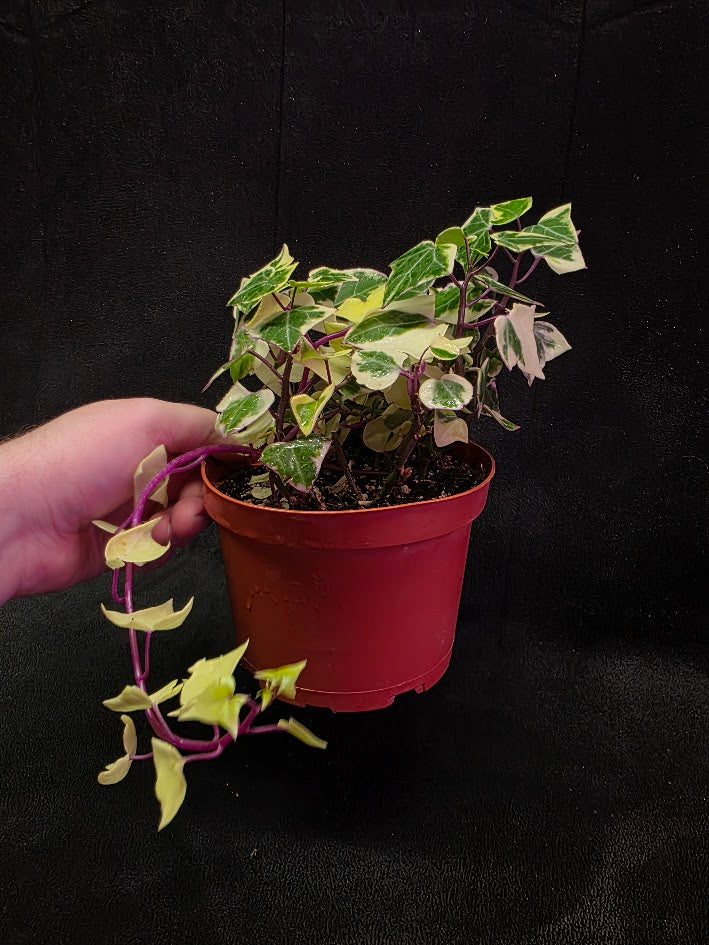Variegated German Ivy #01