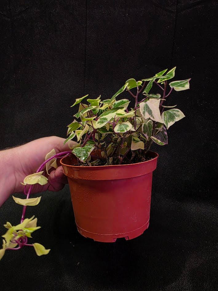 Variegated German Ivy #01