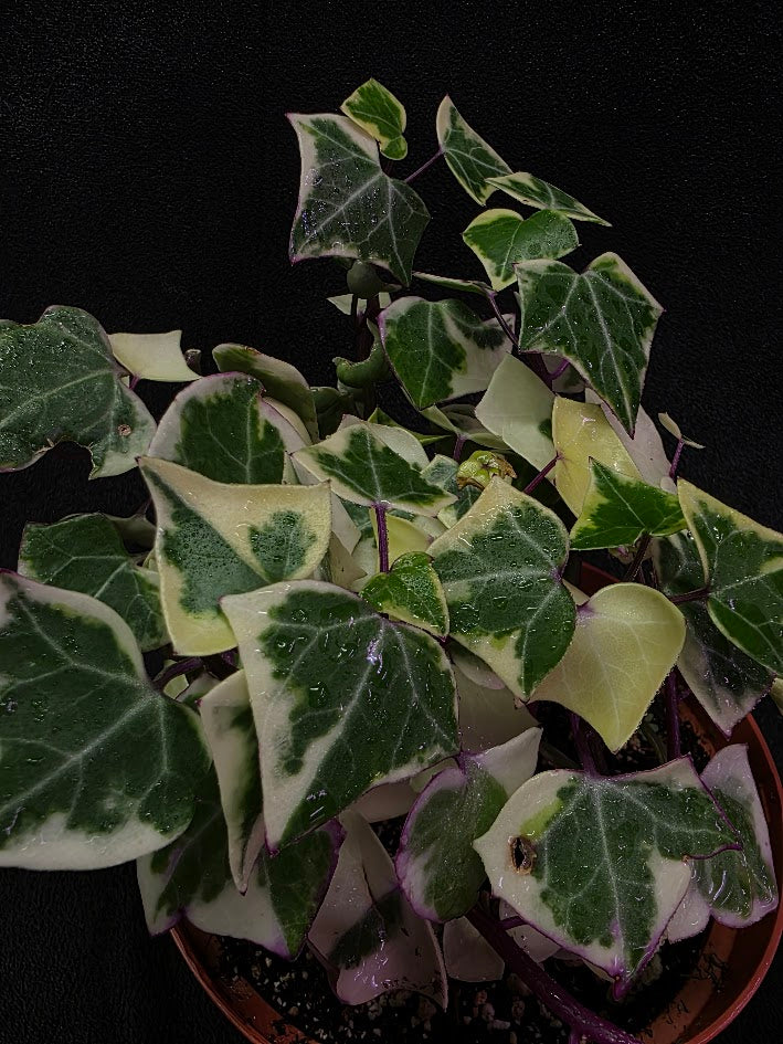Variegated German Ivy #01