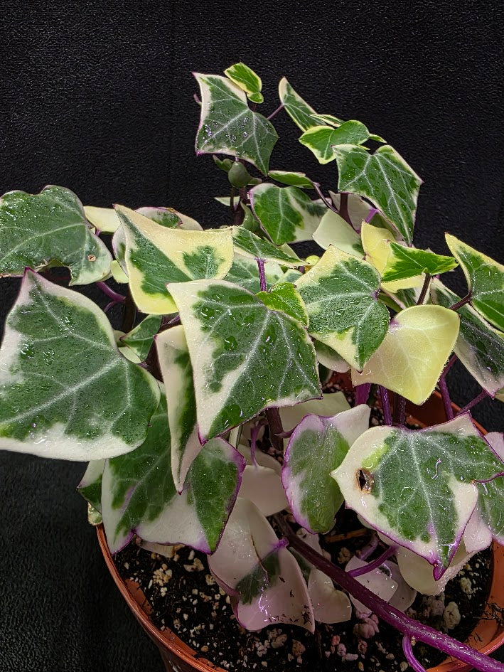 Variegated German Ivy #01