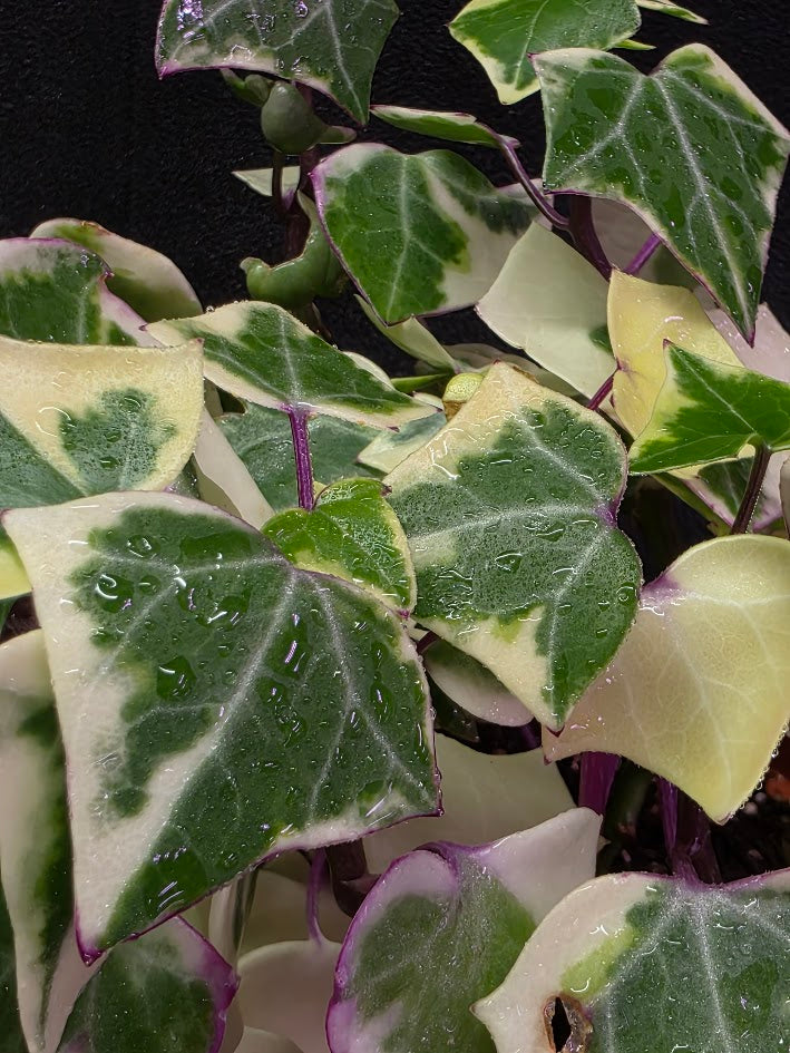 Variegated German Ivy #01