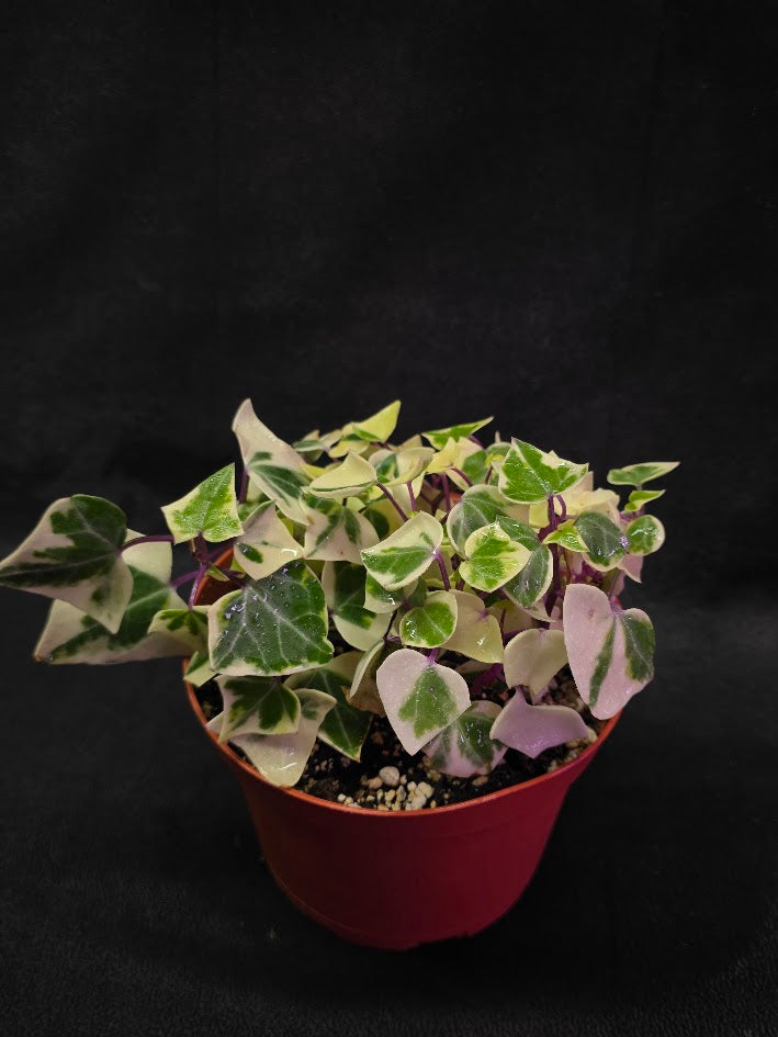 Variegated German Ivy #02