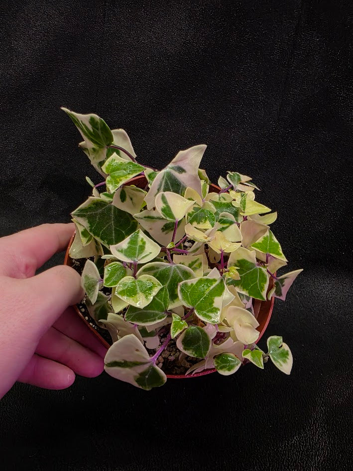 Variegated German Ivy #02