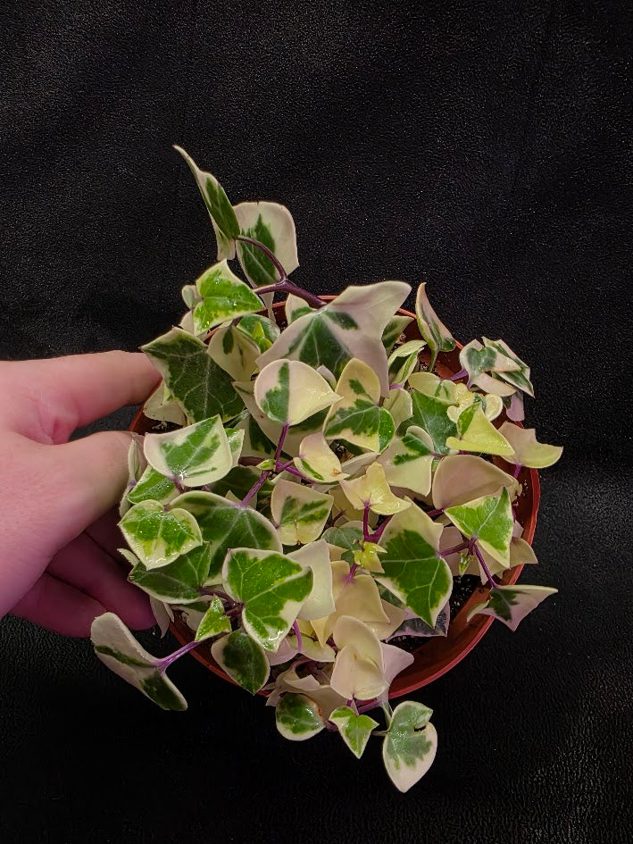 Variegated German Ivy #02