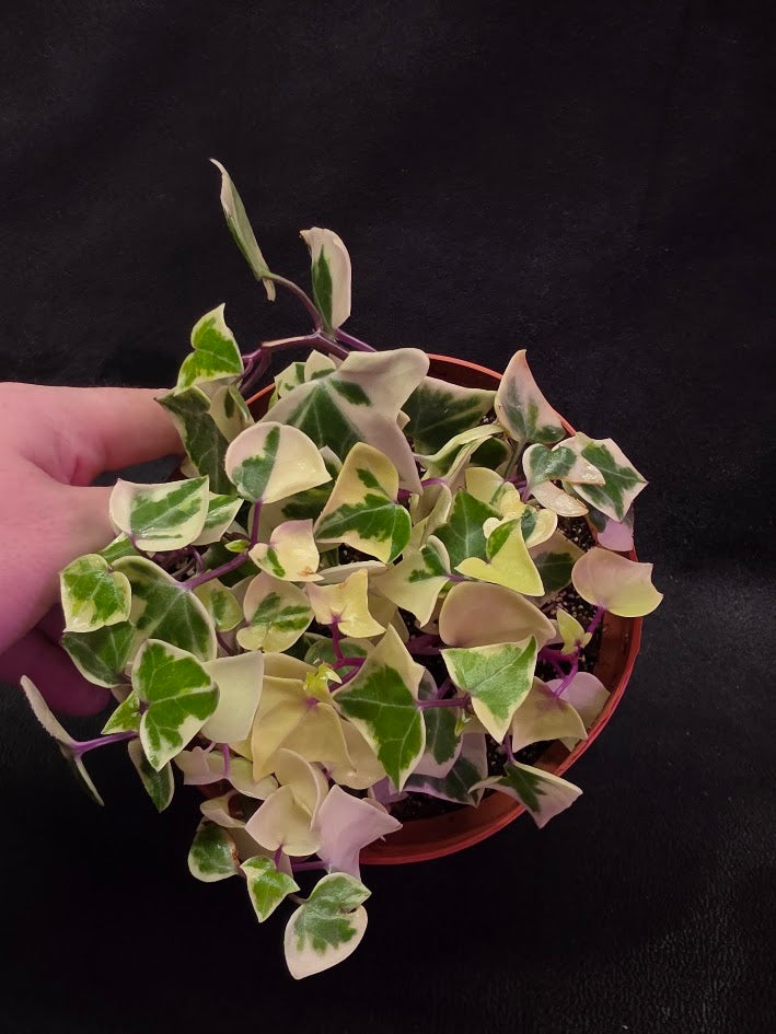 Variegated German Ivy #02