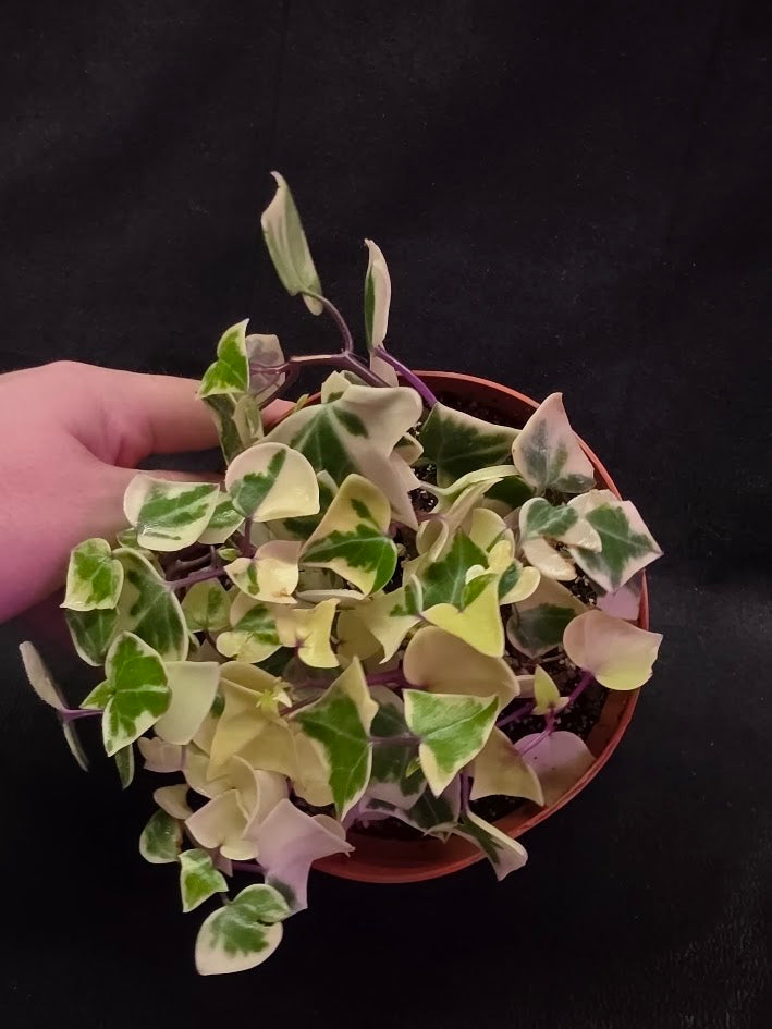 Variegated German Ivy #02