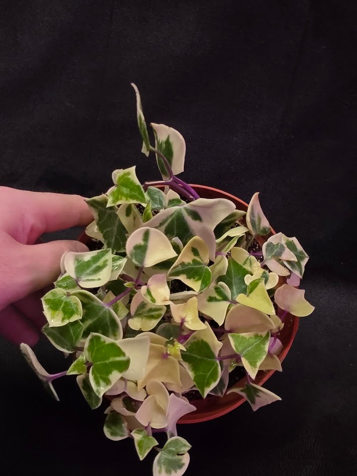 Variegated German Ivy #02