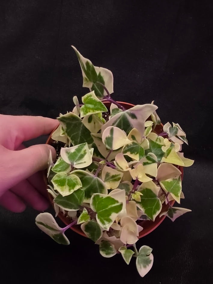 Variegated German Ivy #02