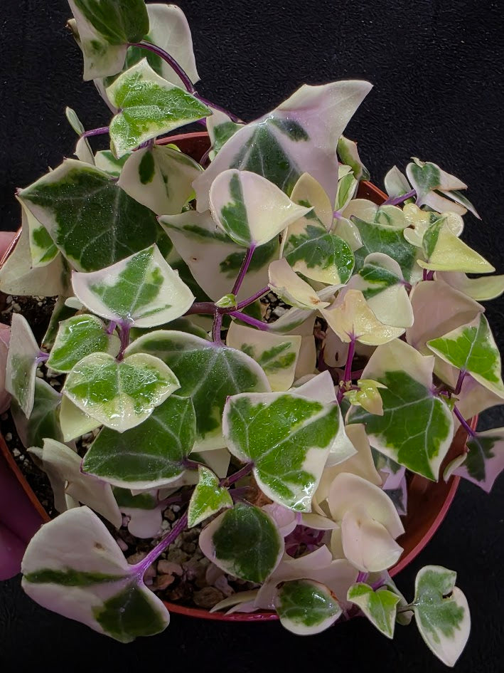 Variegated German Ivy #02