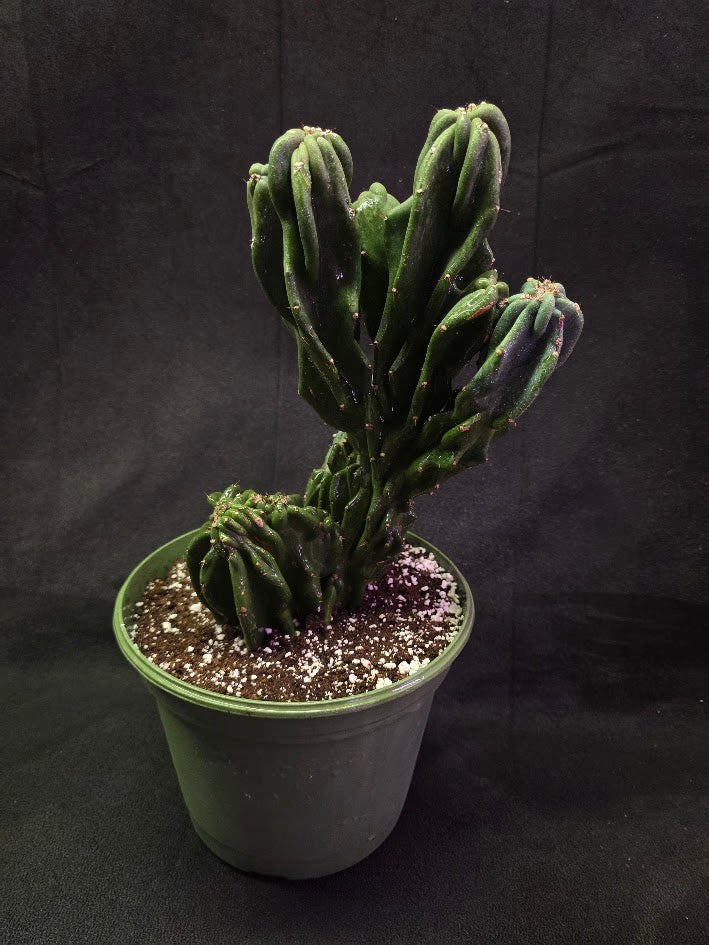 Peruvian Monstro Cactus #01