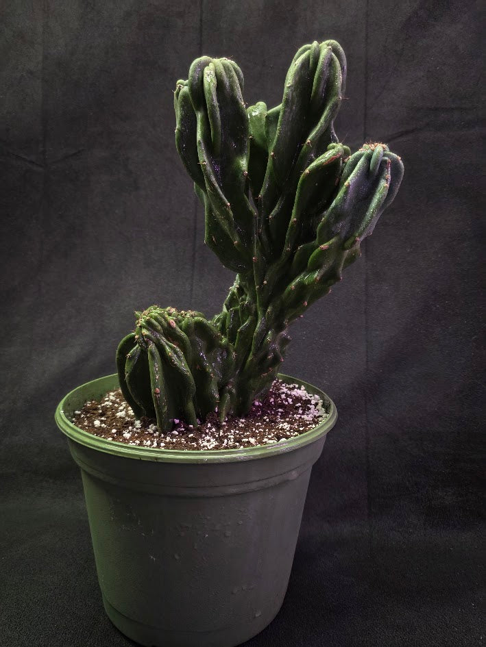 Peruvian Monstro Cactus #01