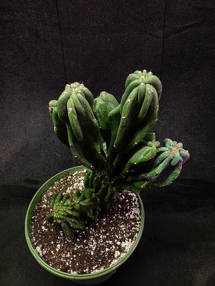 Peruvian Monstro Cactus #01