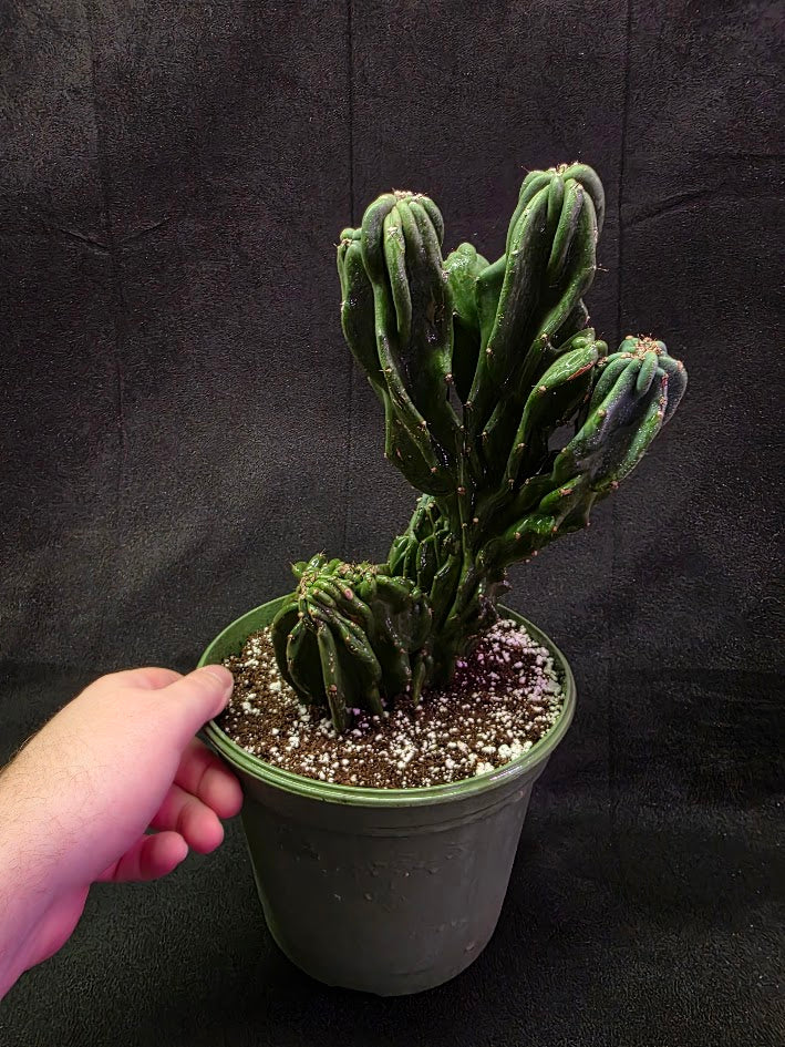 Peruvian Monstro Cactus #01