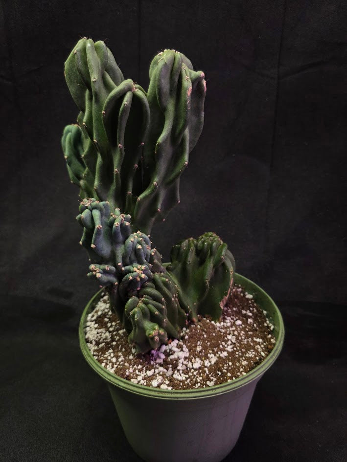 Peruvian Monstro Cactus #01