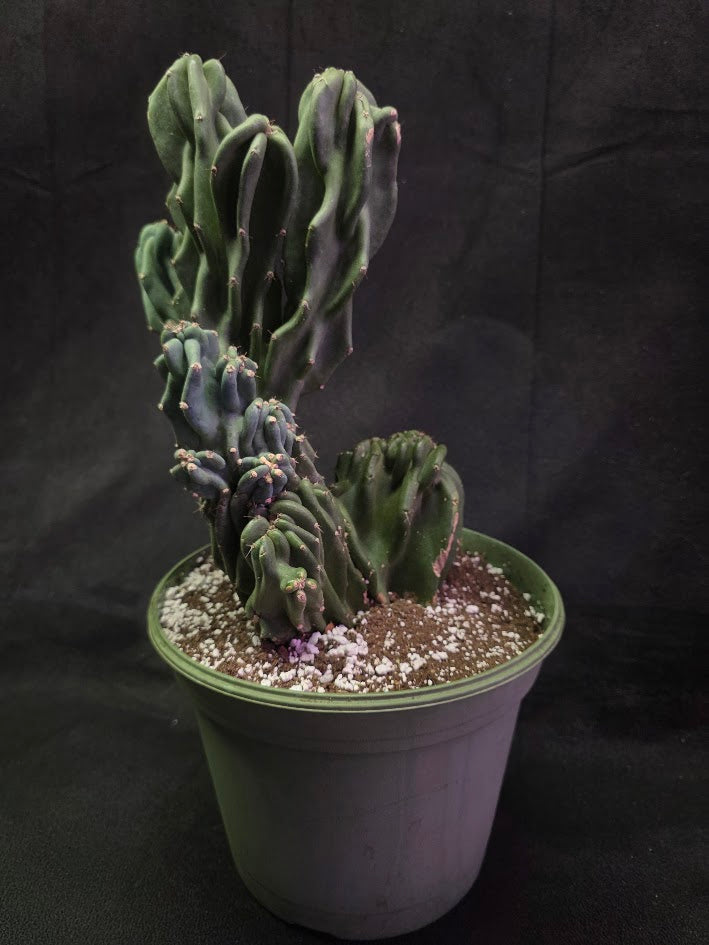 Peruvian Monstro Cactus #01