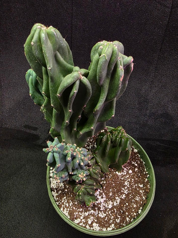 Peruvian Monstro Cactus #01
