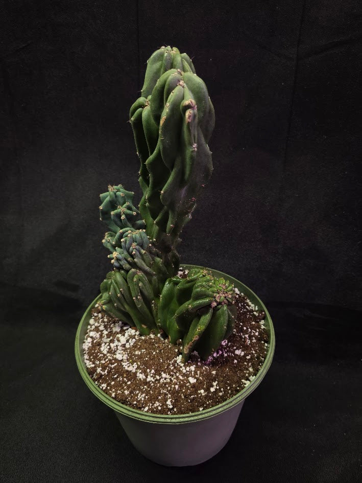 Peruvian Monstro Cactus #01