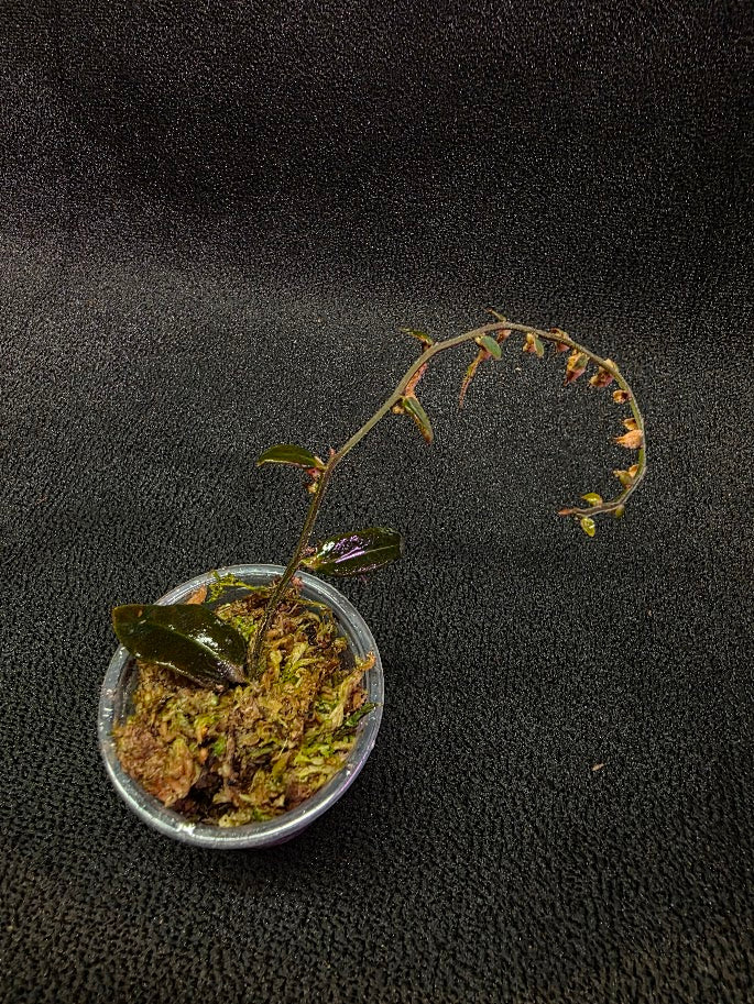 Marcgravia Sp. El Coca #05