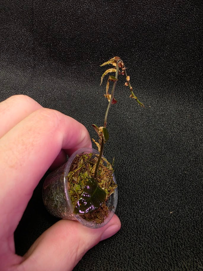 Marcgravia Sp. El Coca #05