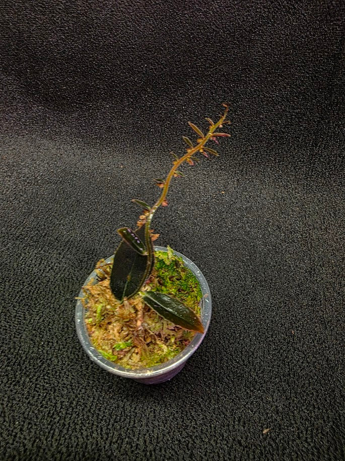 Marcgravia Sp. El Coca #09