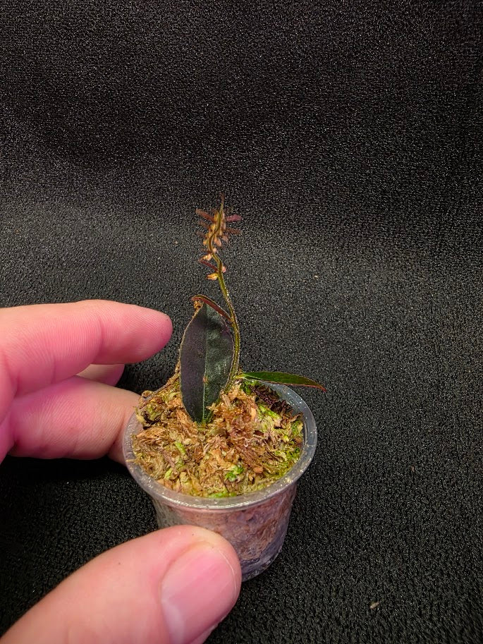 Marcgravia Sp. El Coca #09