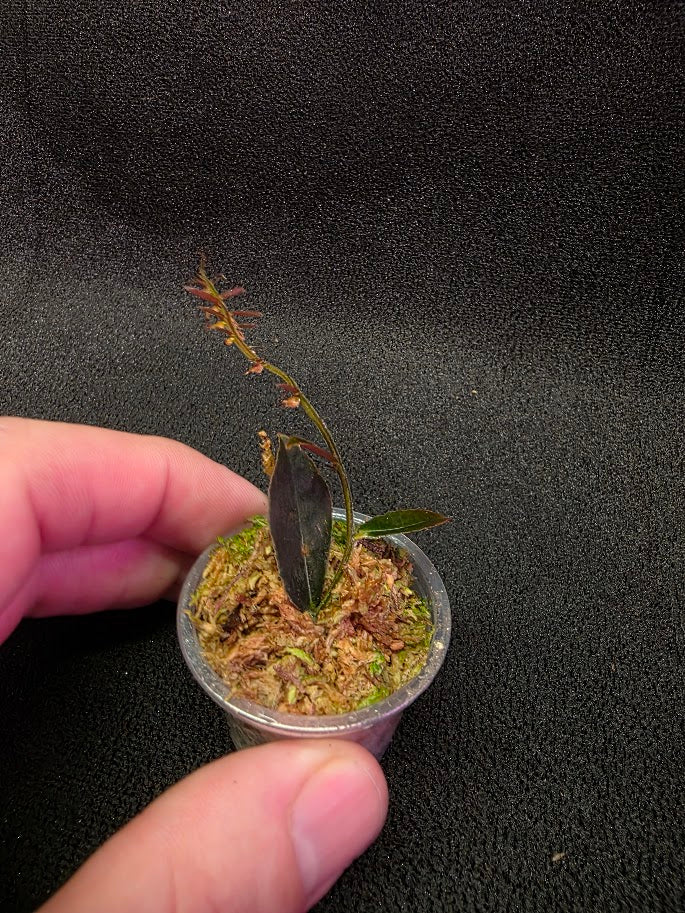 Marcgravia Sp. El Coca #09