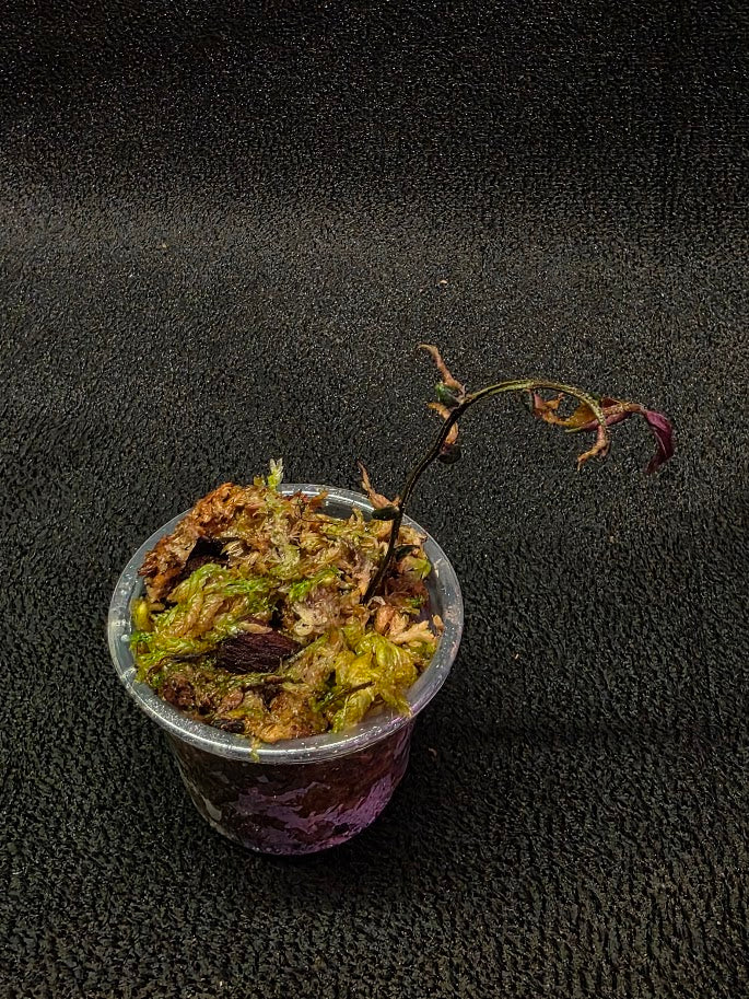 Marcgravia Sp. El Coca #11