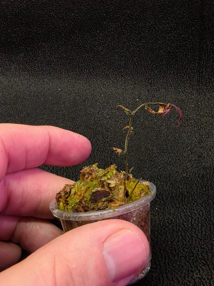 Marcgravia Sp. El Coca #11