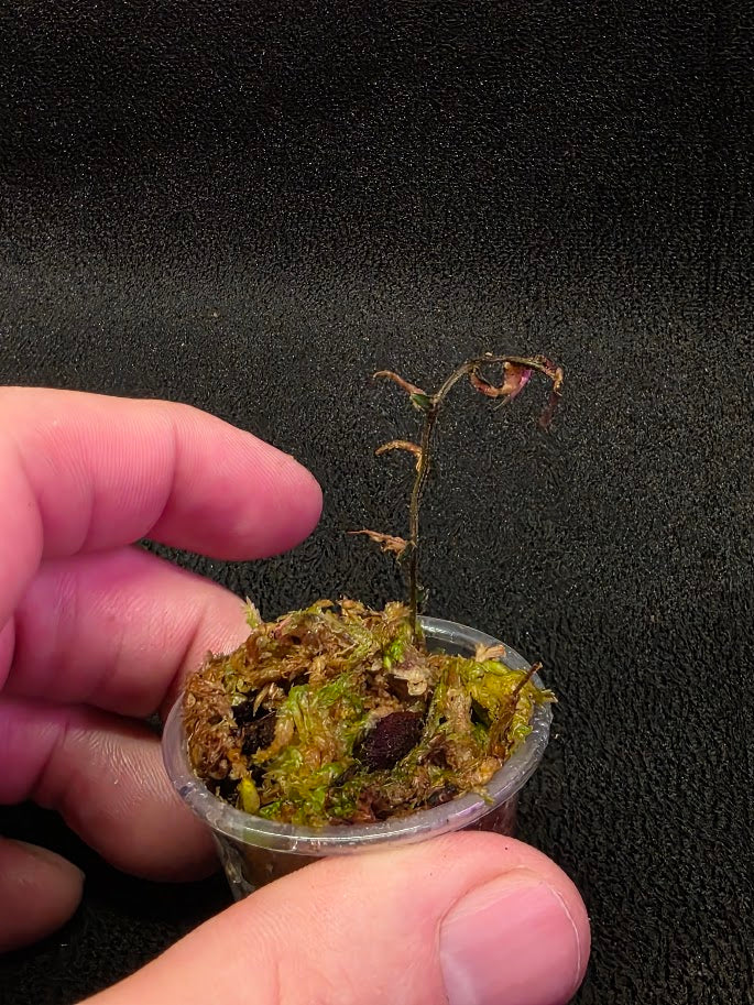 Marcgravia Sp. El Coca #11