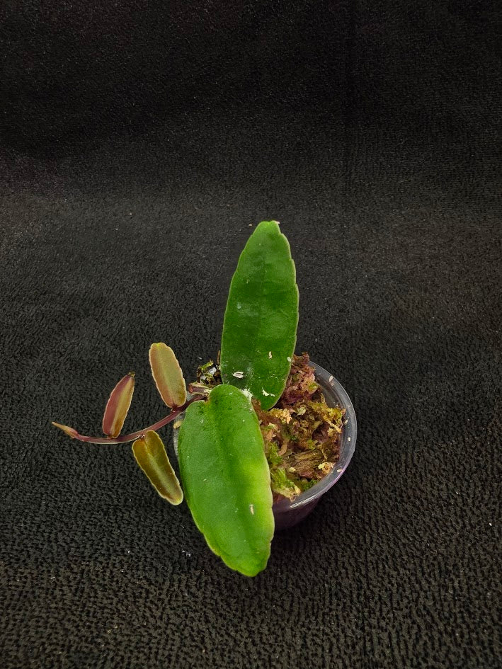 Marcgravia Sp. Highlands #01