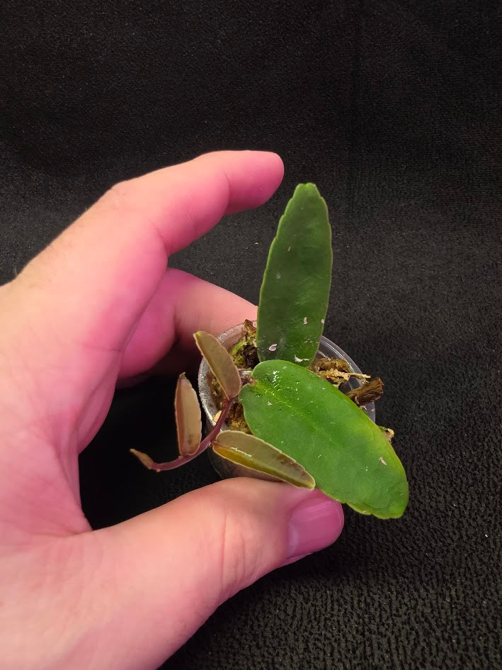 Marcgravia Sp. Highlands #01