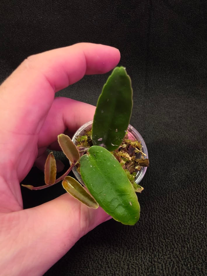 Marcgravia Sp. Highlands #01