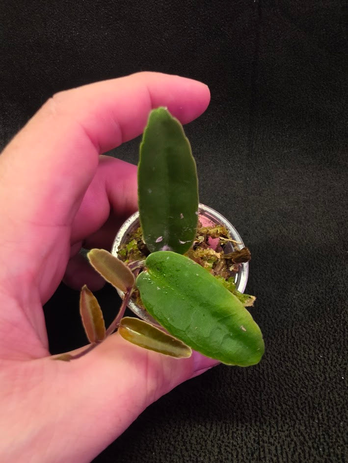 Marcgravia Sp. Highlands #01