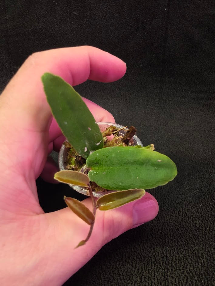 Marcgravia Sp. Highlands #01