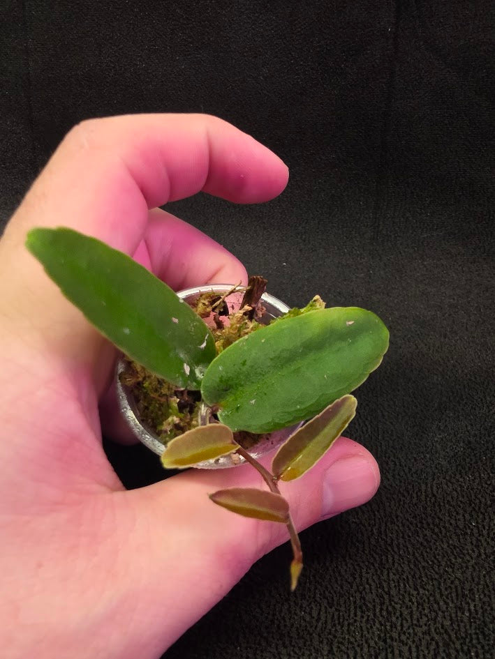 Marcgravia Sp. Highlands #01