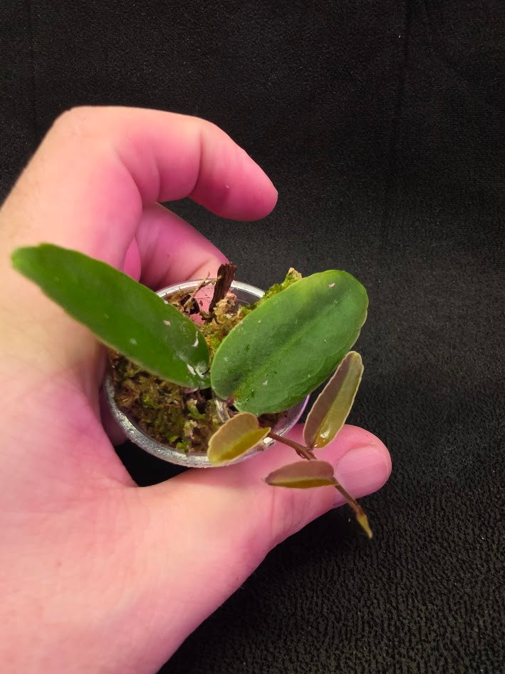 Marcgravia Sp. Highlands #01