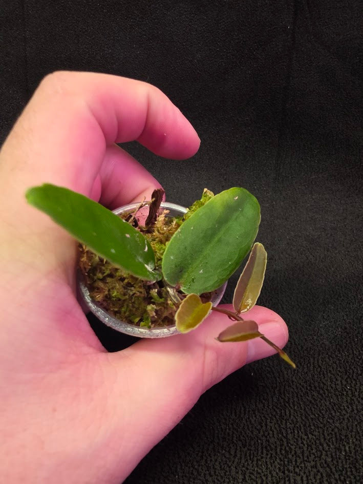 Marcgravia Sp. Highlands #01