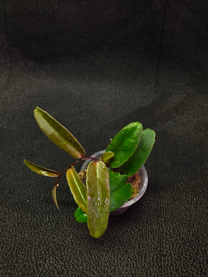 Marcgravia Sp. Highlands #02