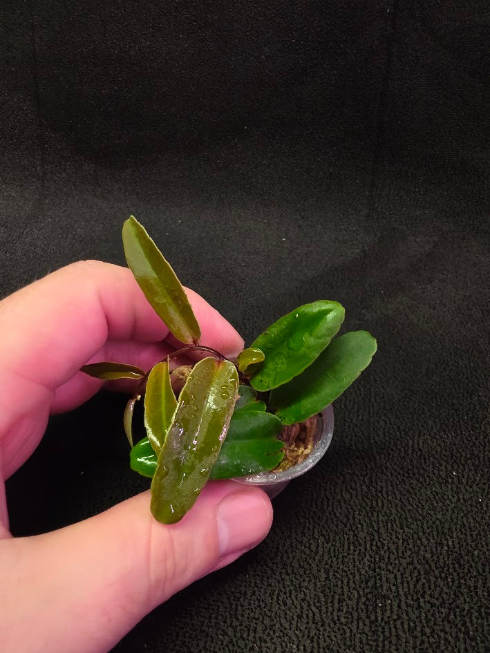 Marcgravia Sp. Highlands #02