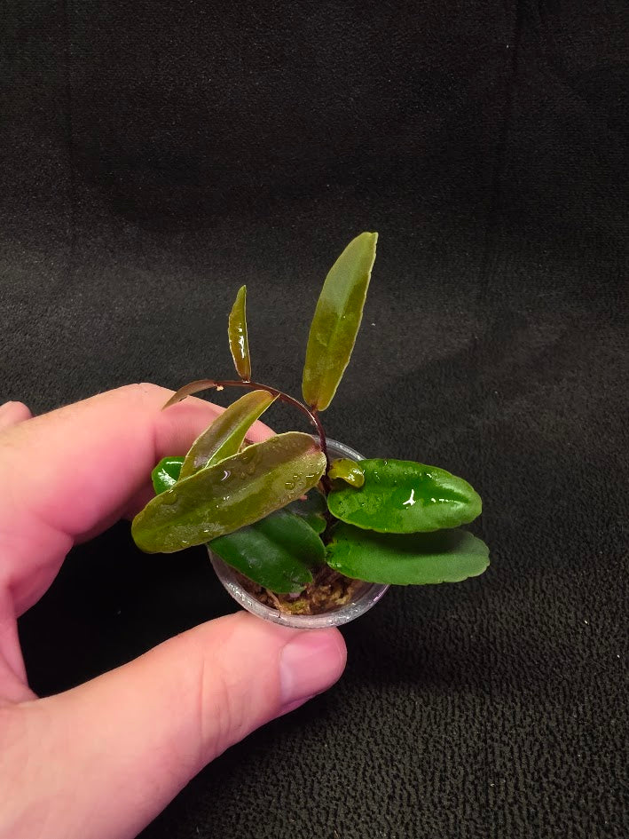 Marcgravia Sp. Highlands #02