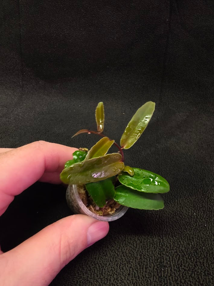 Marcgravia Sp. Highlands #02
