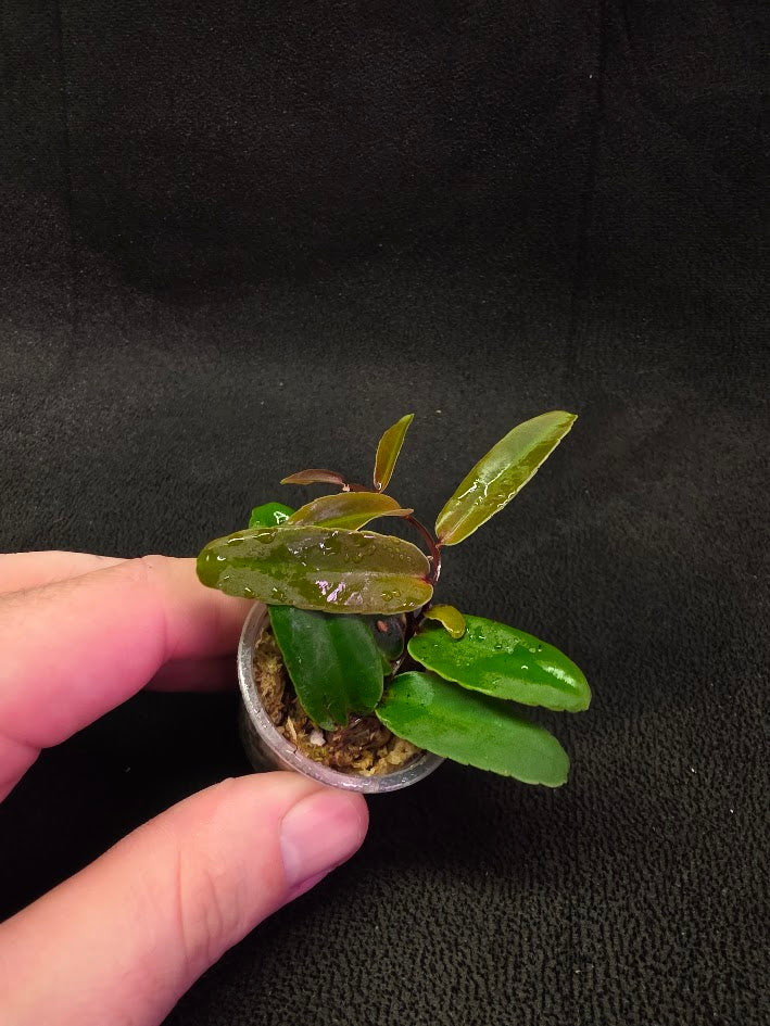 Marcgravia Sp. Highlands #02