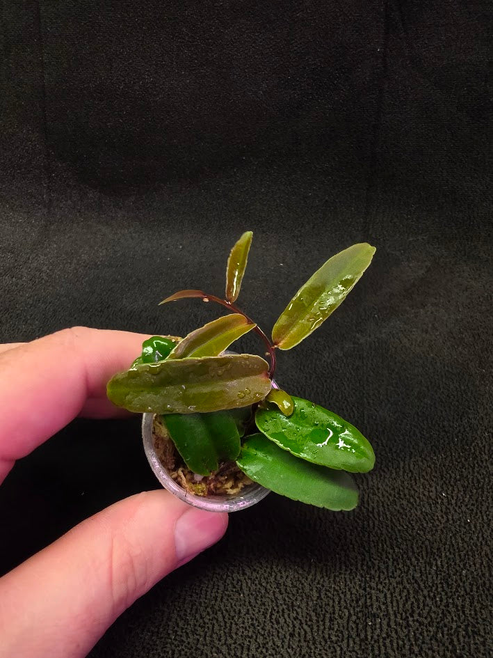 Marcgravia Sp. Highlands #02
