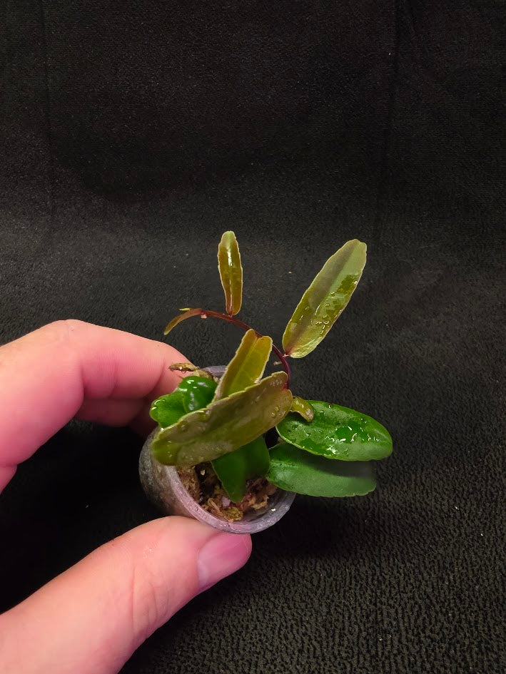 Marcgravia Sp. Highlands #02