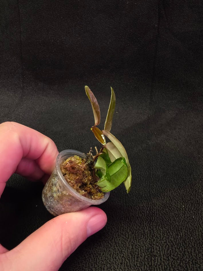 Marcgravia Sp. Highlands #02