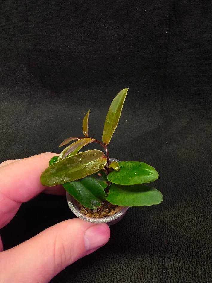 Marcgravia Sp. Highlands #02