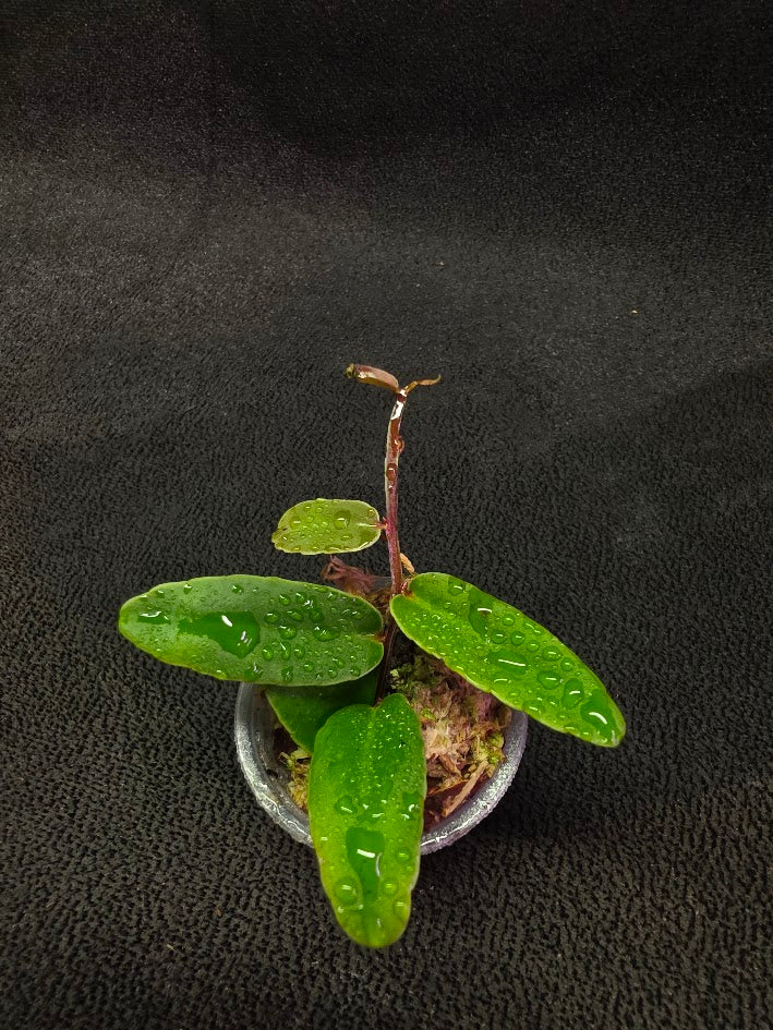 Marcgravia Sp. Highlands #03